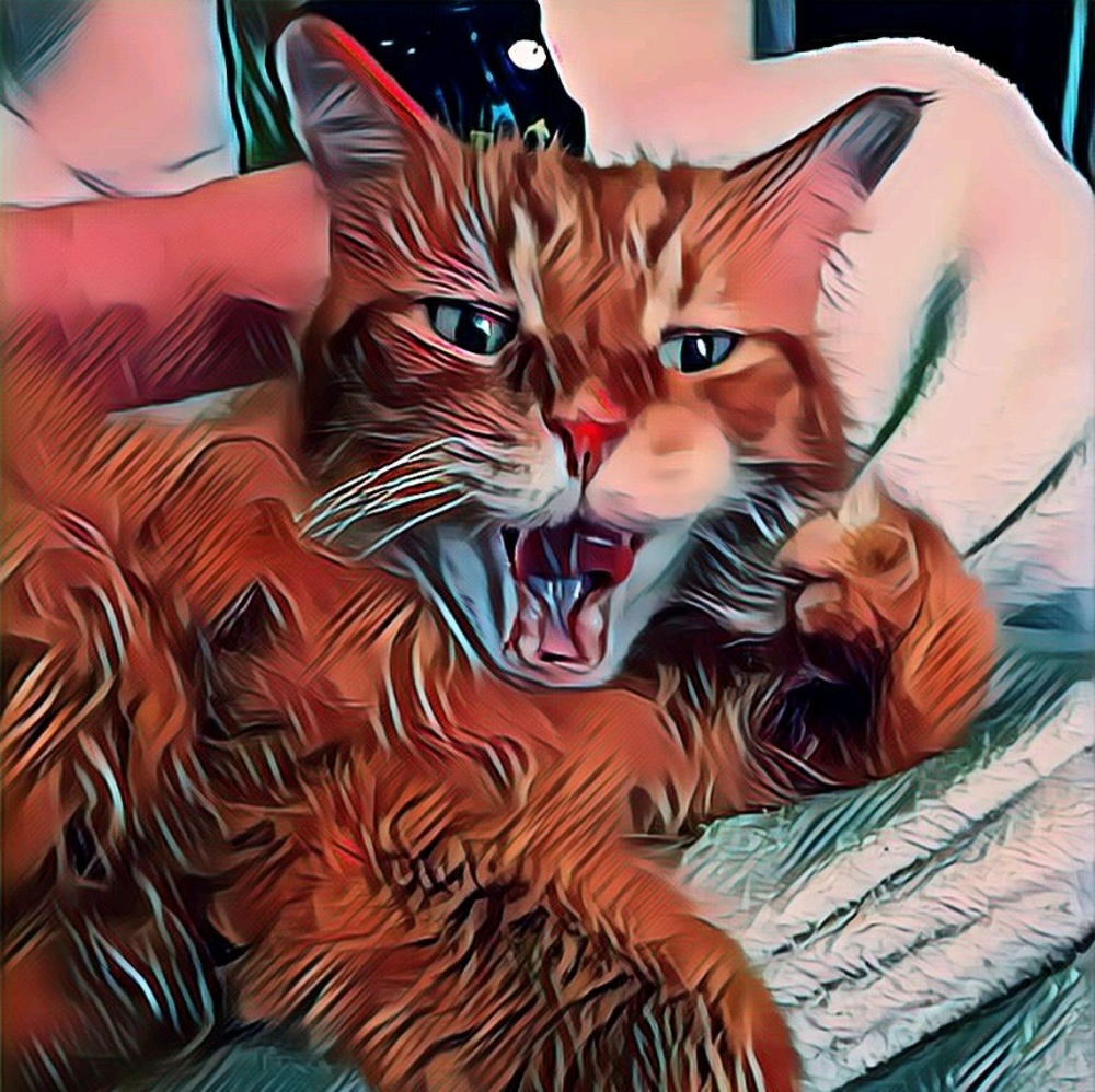 Meet your Posher, Amy